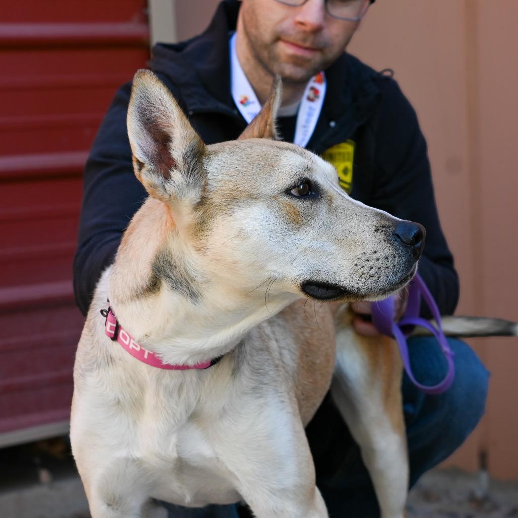 Enlarge Jessie, a Adoptable mixed breed in Albuquerque, NM image 3/6