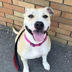 Belle, Adoptable, Adult Female Terrier.