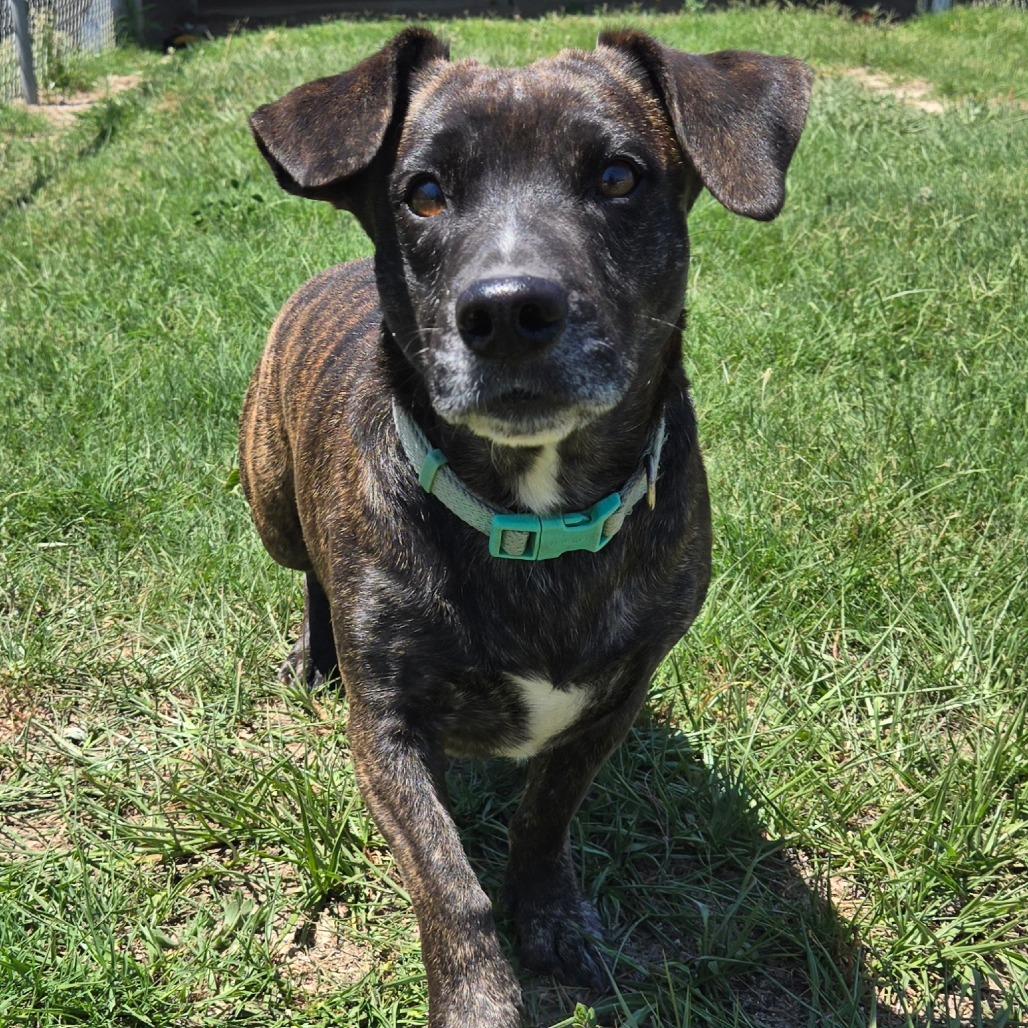 Enlarge Mr. Tobias Pickles, a Adoptable mixed breed in Ocala, FL image 1/6