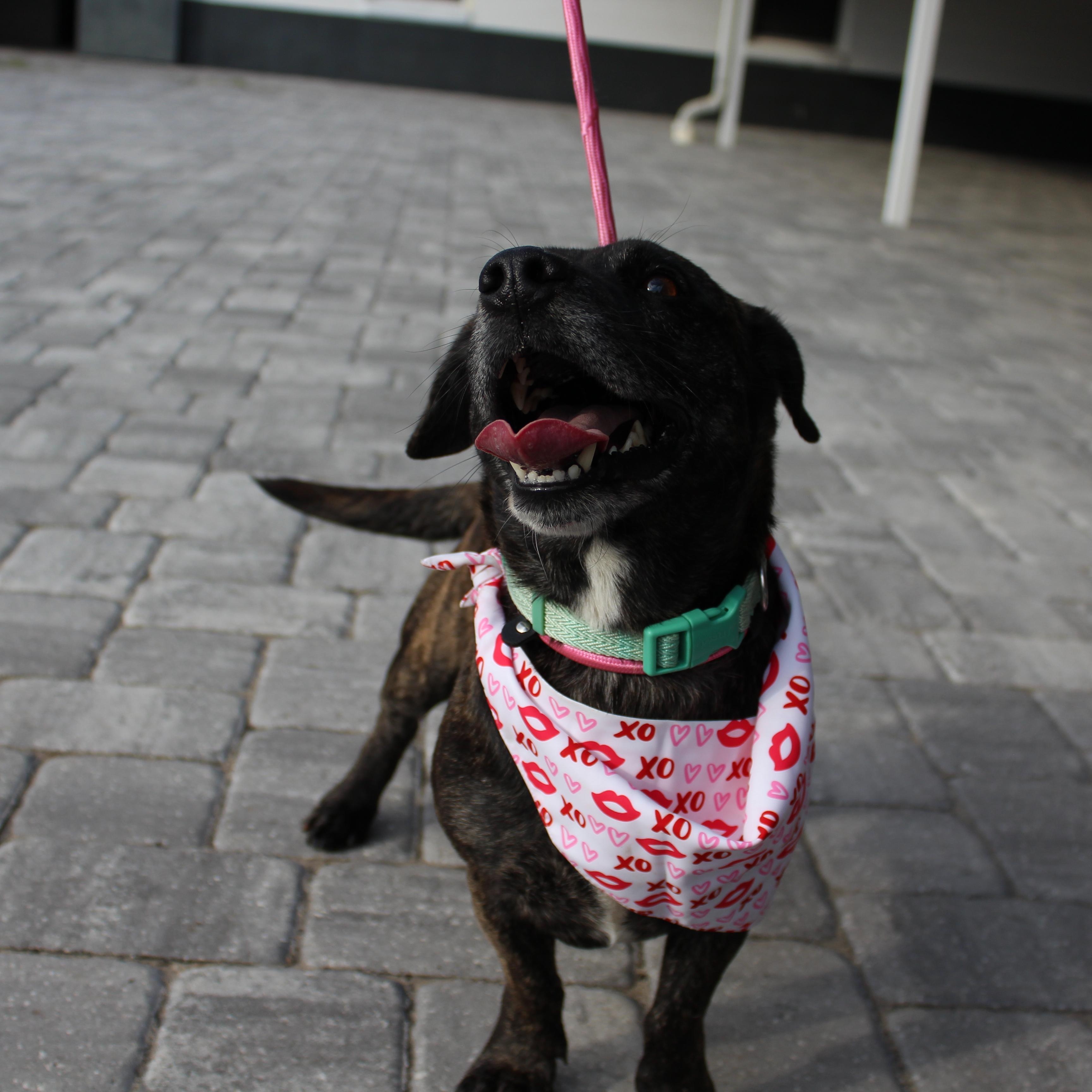 Enlarge Mr. Tobias Pickles, a Adoptable mixed breed in Ocala, FL image 2/5