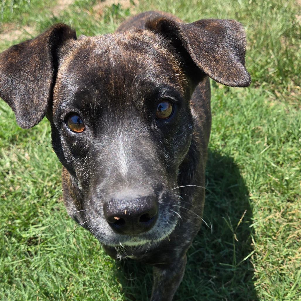 Enlarge Mr. Tobias Pickles, a Adoptable mixed breed in Ocala, FL image 2/6