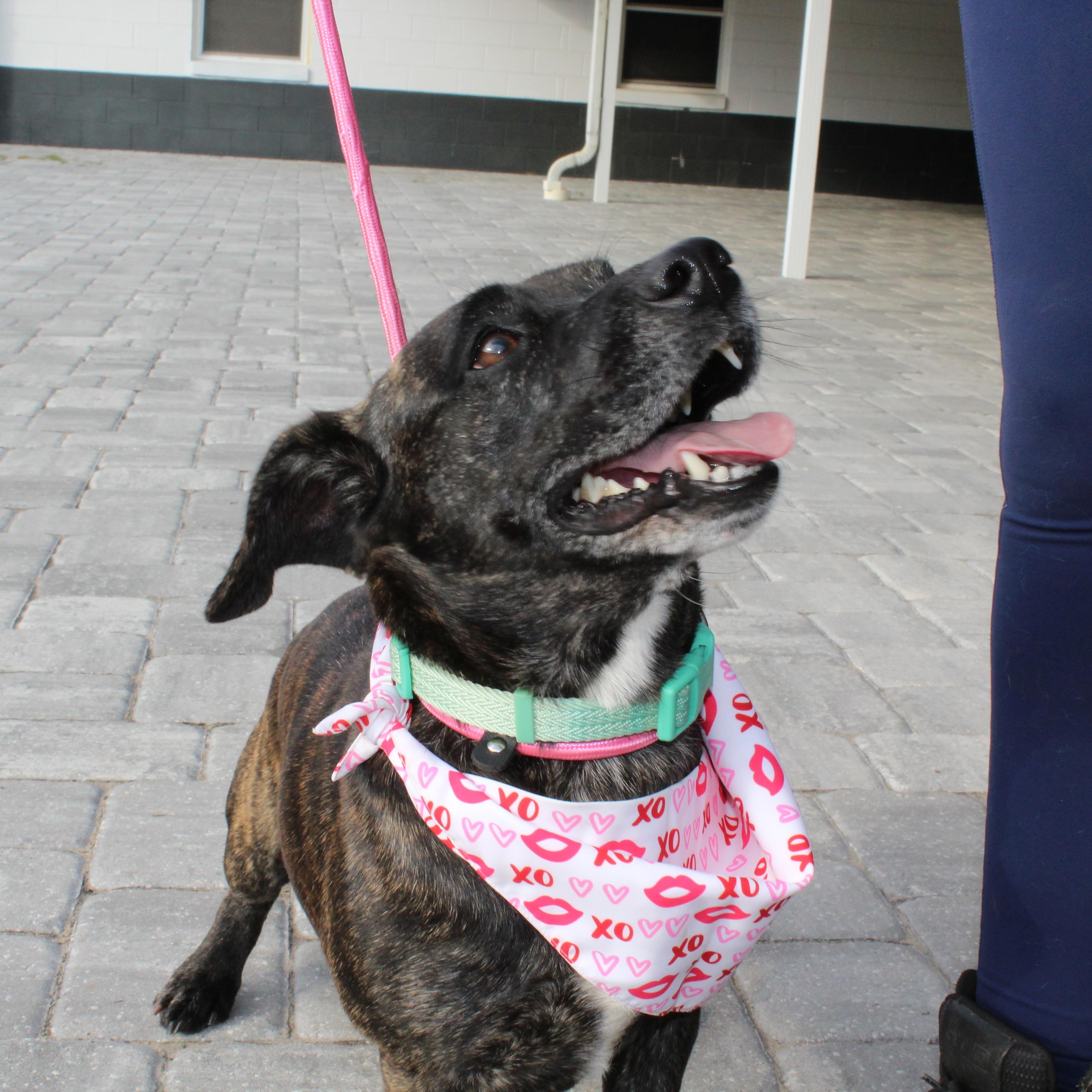 Enlarge Mr. Tobias Pickles, a Adoptable mixed breed in Ocala, FL image 4/5