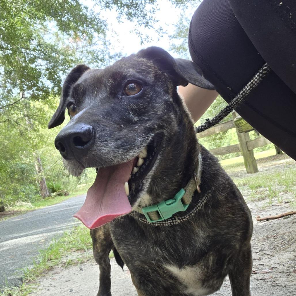 Enlarge Mr. Tobias Pickles, a Adoptable mixed breed in Ocala, FL image 1/6