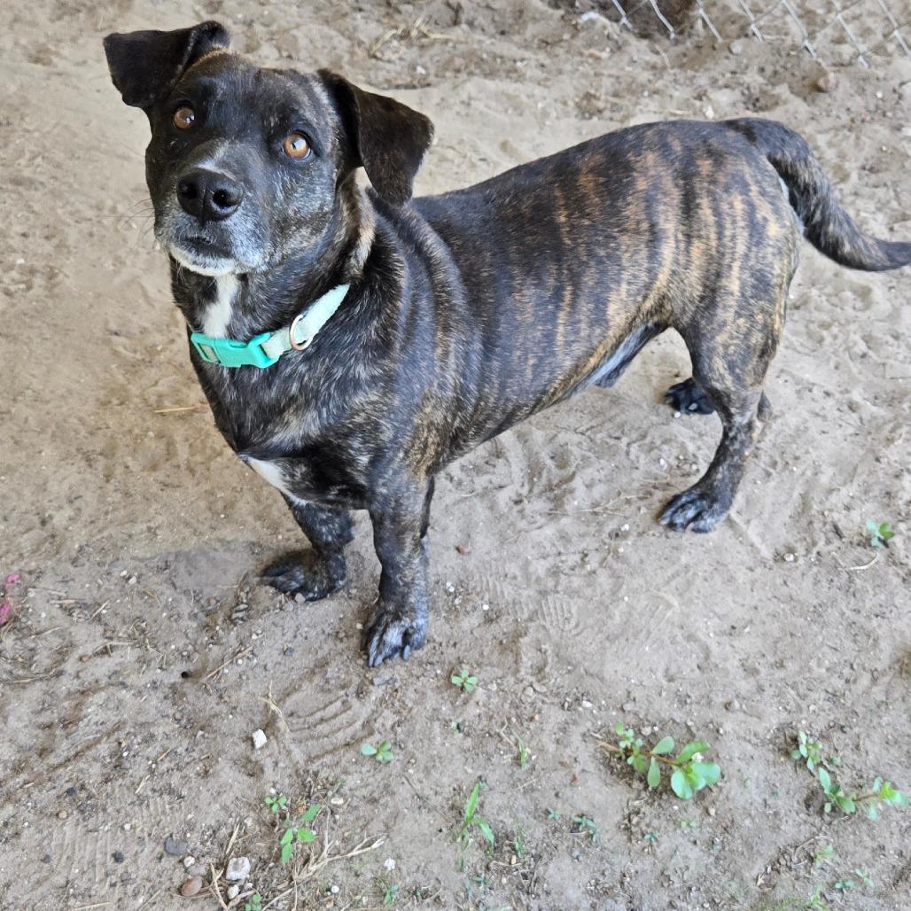 Enlarge Mr. Tobias Pickles, a Adoptable mixed breed in Ocala, FL image 3/6