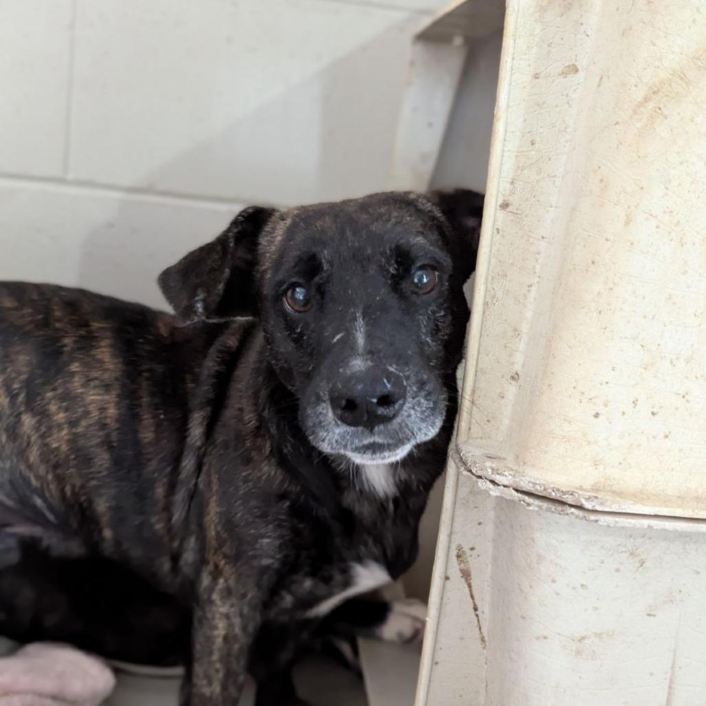 Mr. Tobias Pickles thumbnail 3