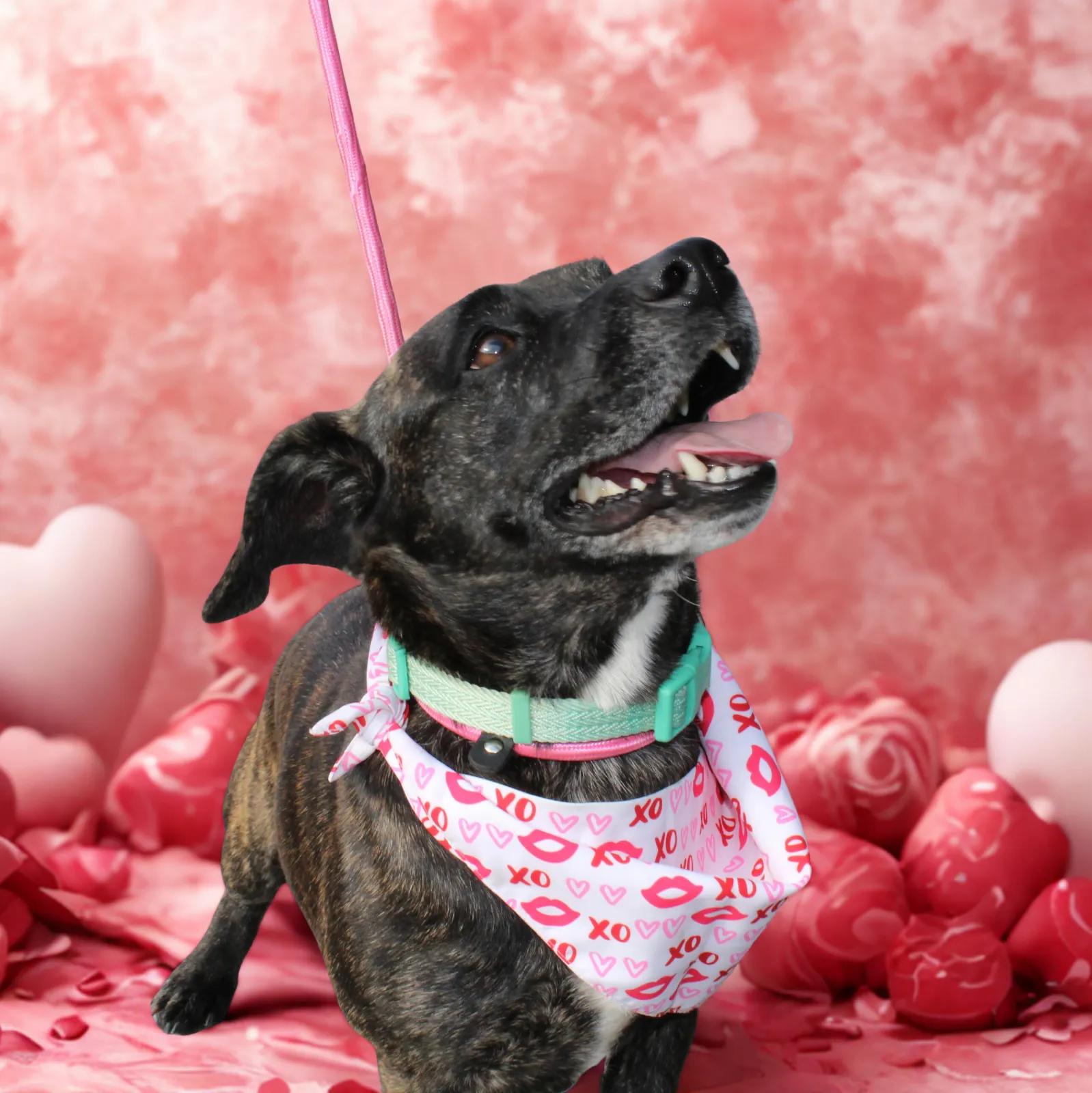 Enlarge Mr. Tobias Pickles, a Adoptable mixed breed in Ocala, FL image 1/5