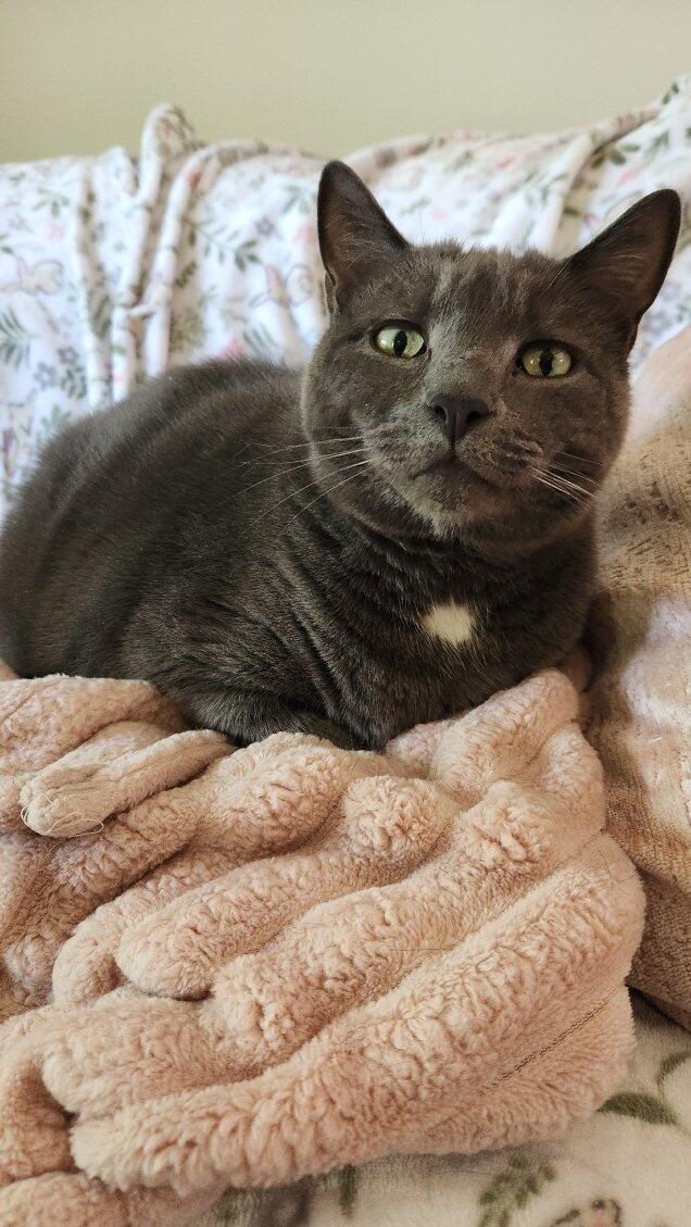 Ahumada, Adoptable, Senior Female Domestic Short Hair.