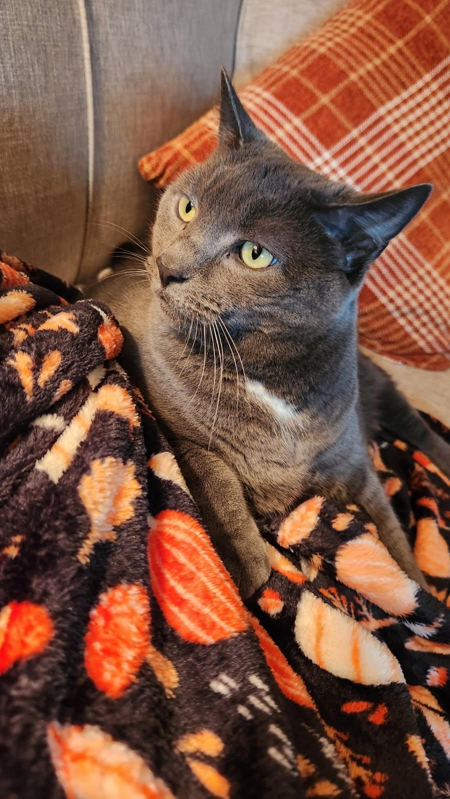 Ahumada, a Adoptable Domestic Short Hair in Melrose, MA image 2/6