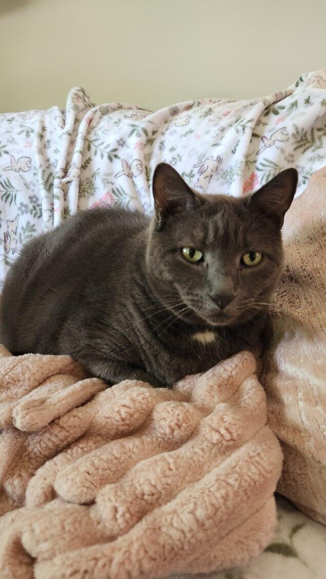 Ahumada, a Adoptable Domestic Short Hair in Melrose, MA image 3/6