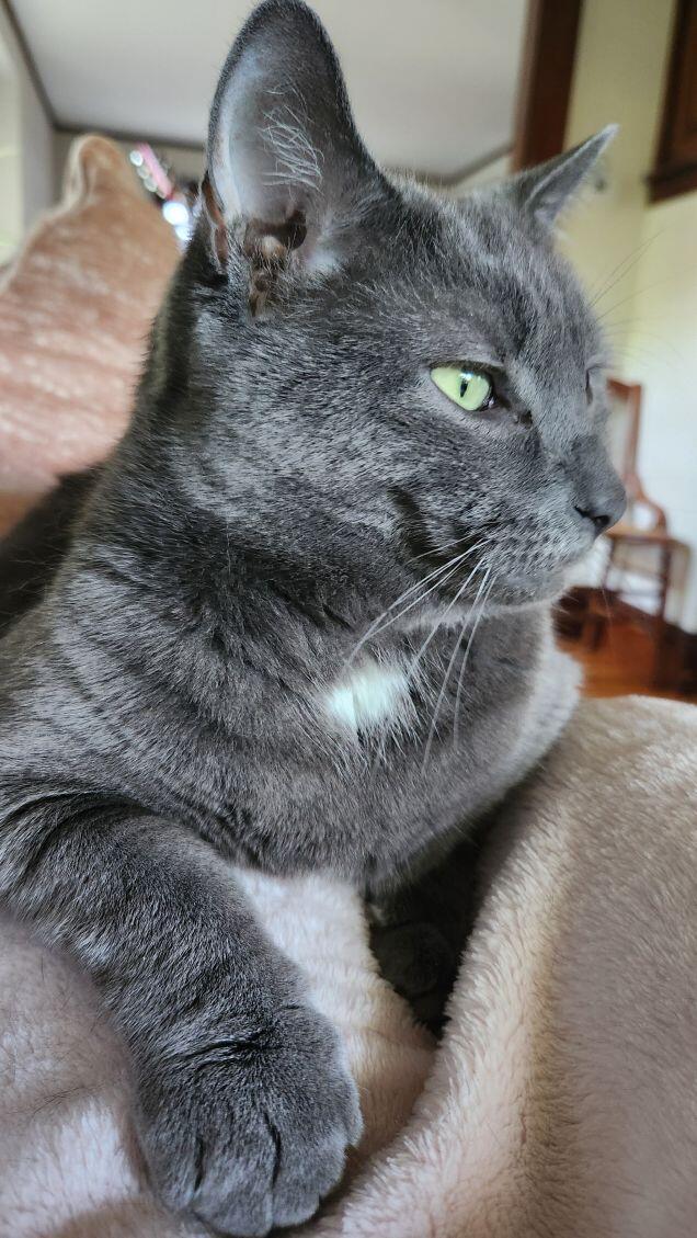 Ahumada, a Adoptable Domestic Short Hair in Melrose, MA image 5/6