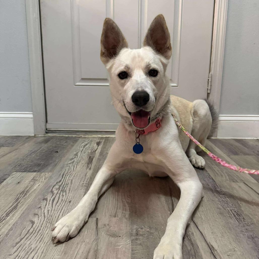 Ruby, Adoptable, Adult Female Siberian Husky.