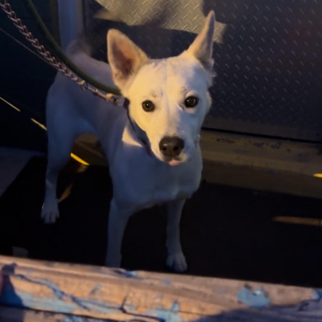 Enlarge Ruby, a Adoptable Siberian Husky in Tampa, FL image 2/6