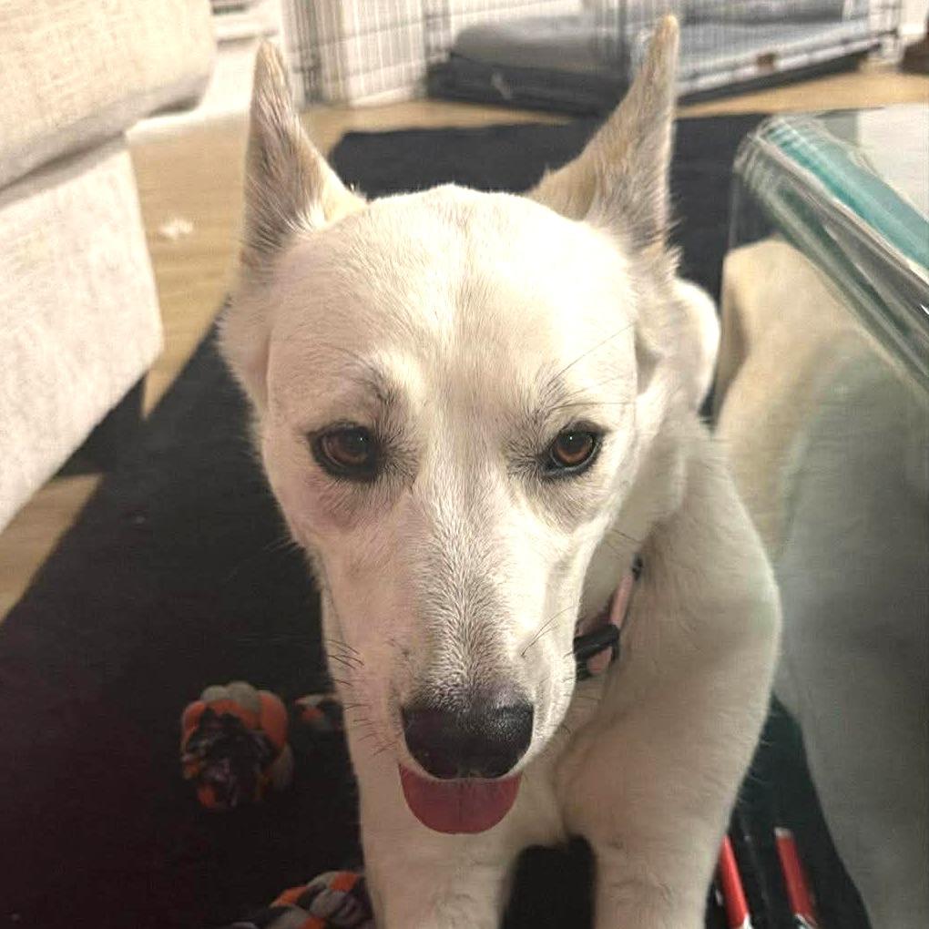 Enlarge Ruby, a Adoptable Siberian Husky in Tampa, FL image 3/6