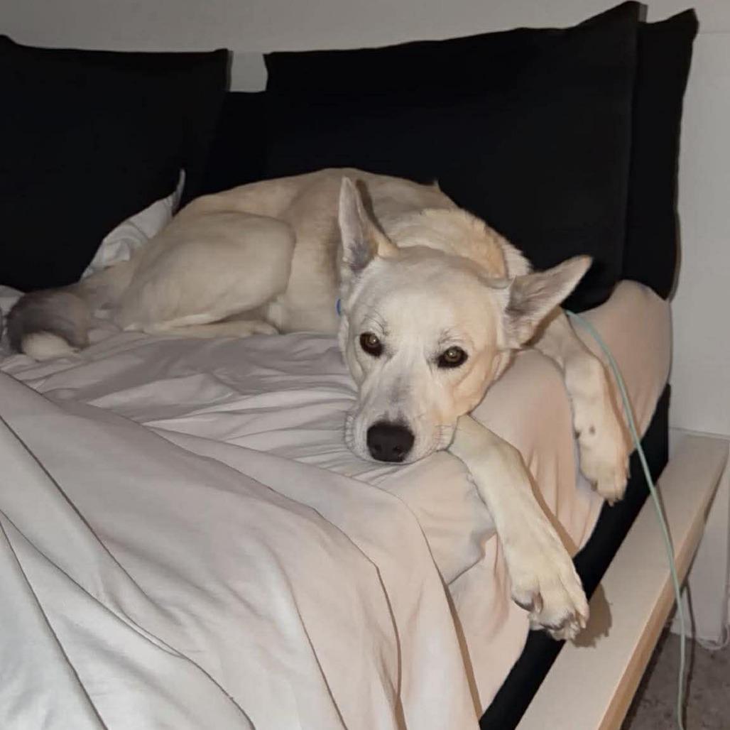 Enlarge Ruby, a Adoptable Siberian Husky in Tampa, FL image 4/6