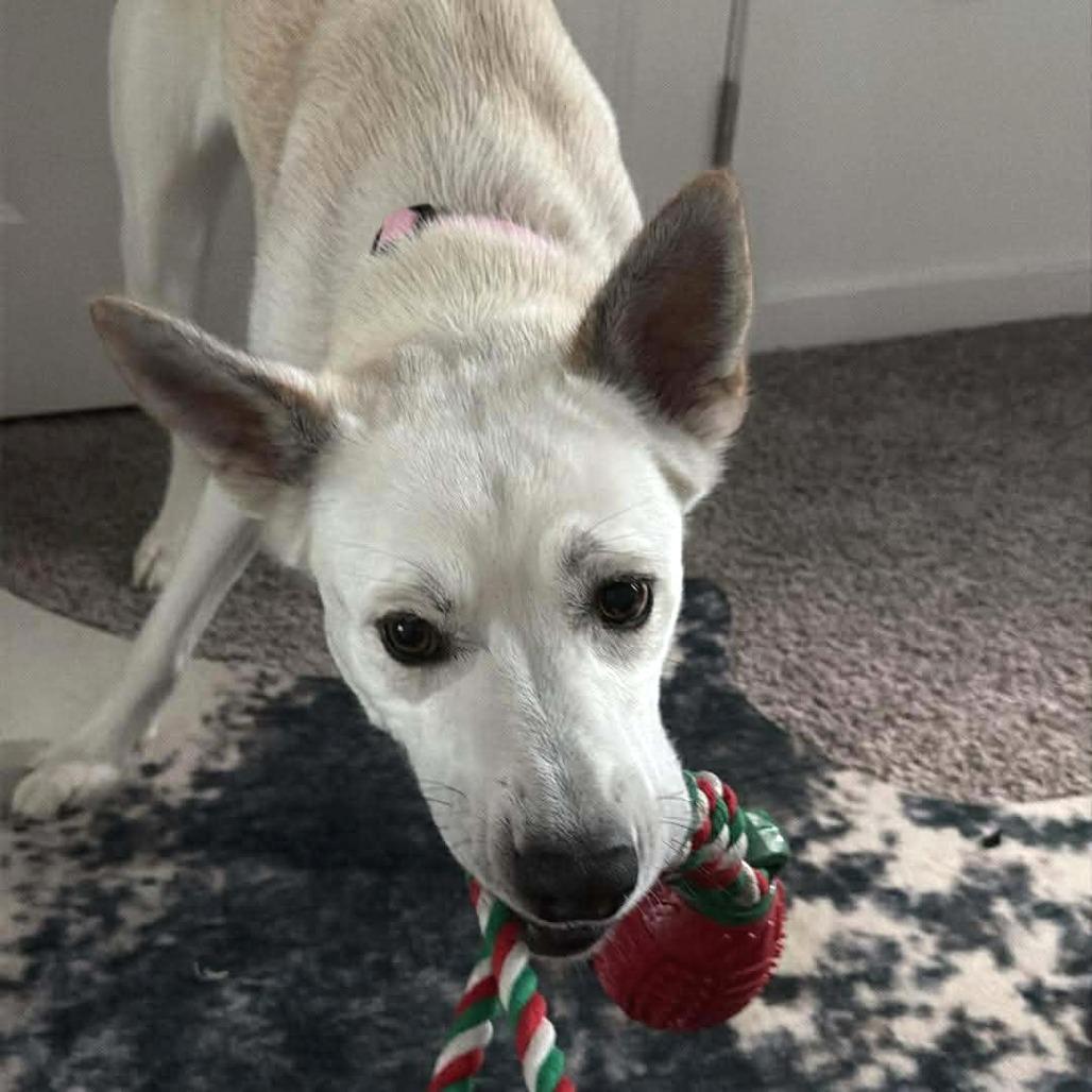 Enlarge Ruby, a Adoptable Siberian Husky in Tampa, FL image 5/6
