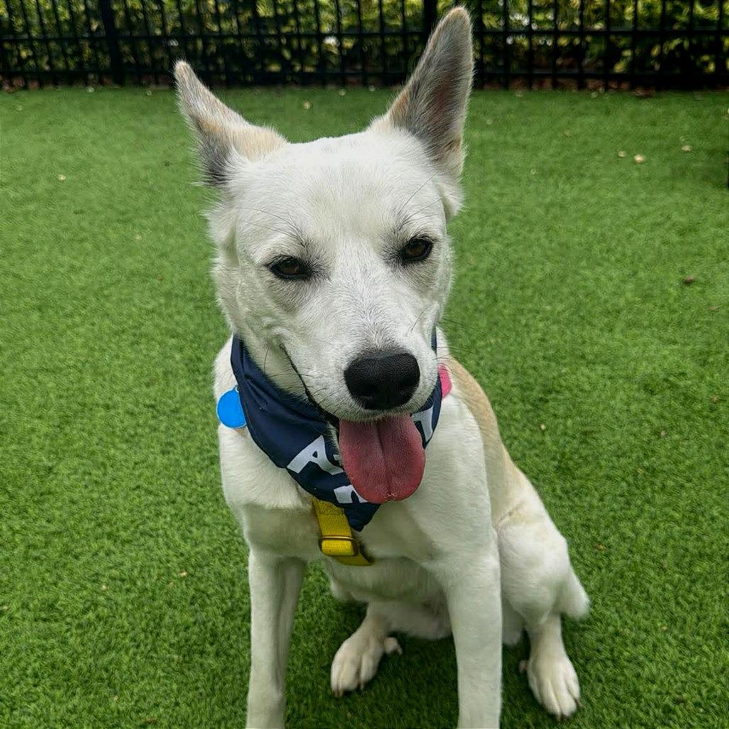 Enlarge Ruby, a Adoptable Siberian Husky in Tampa, FL image 6/6