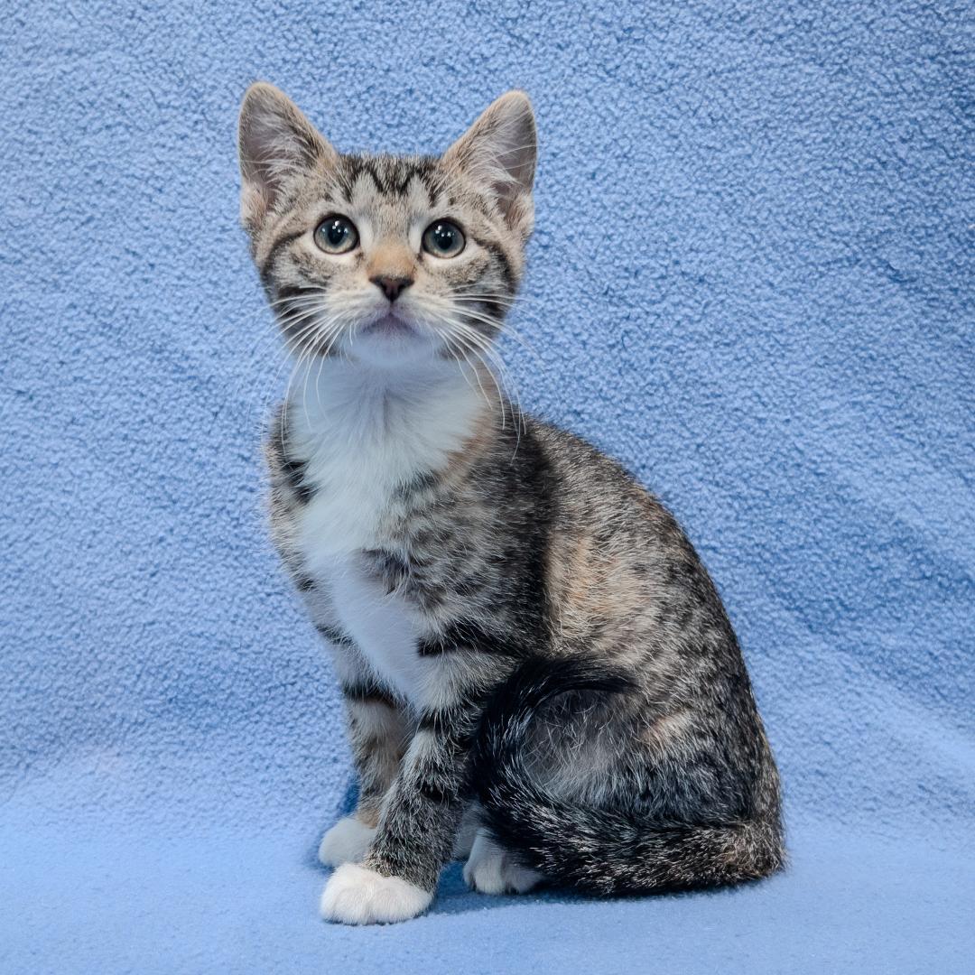 Princess, ADOPTABLE, Kitten Female Domestic Short Hair.