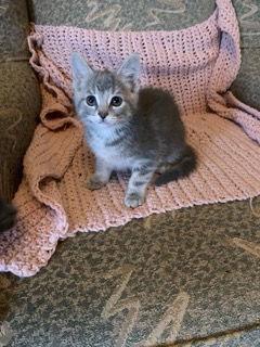 BURLY BOY & GLORI, Adoptable, Kitten Male Domestic Short Hair.
