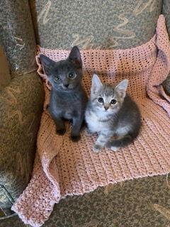 Enlarge BURLY BOY & GLORI, a Adoptable Domestic Short Hair in London, ON image 2/3