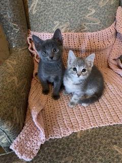 Enlarge BURLY BOY & GLORI, a Adoptable Domestic Short Hair in London, ON image 3/3