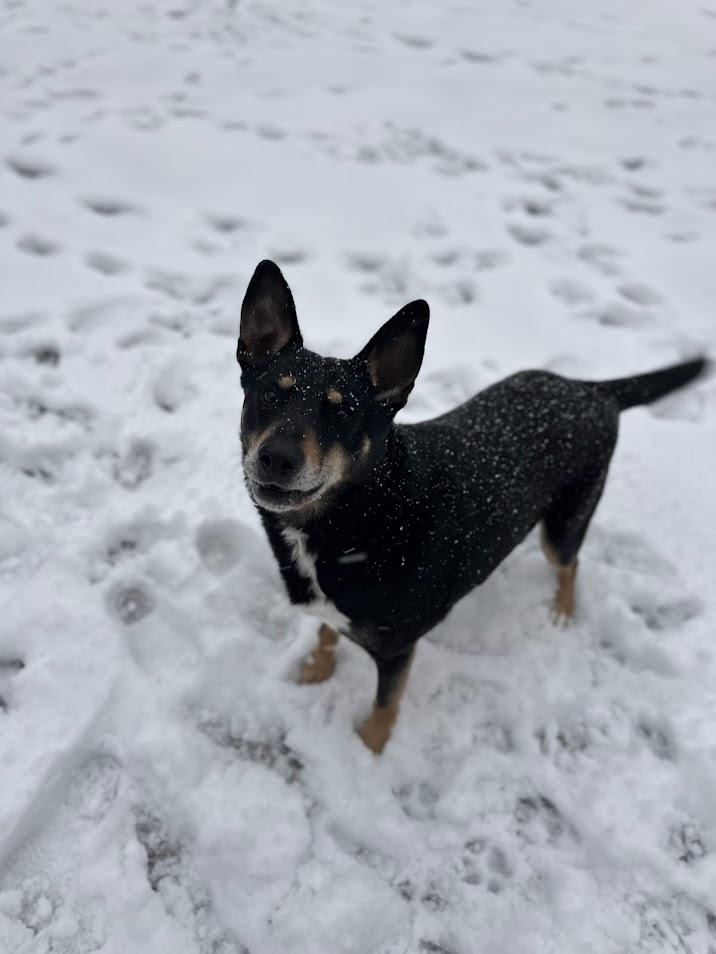 Enlarge Bubba Louie, a Adoptable mixed breed in Prince Frederick, MD image 5/5