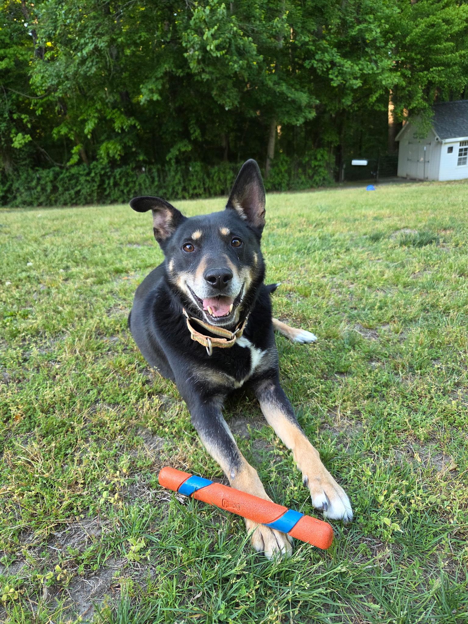 Bubba Louie, Adoptable, Adult Male Australian Kelpie.