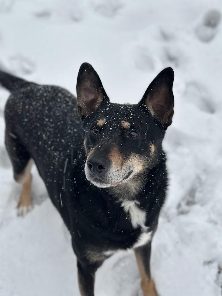 Bubba Louie, Adoptable, Adult Male Australian Kelpie.