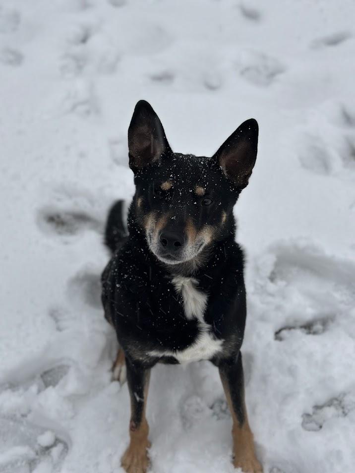 Enlarge Bubba Louie, a Adoptable mixed breed in Prince Frederick, MD image 4/5