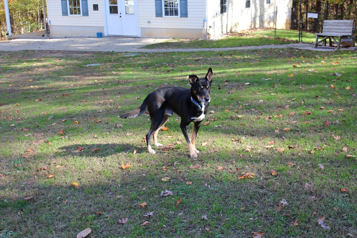 Enlarge Bubba Louie, a Adoptable mixed breed in Prince Frederick, MD image 3/5