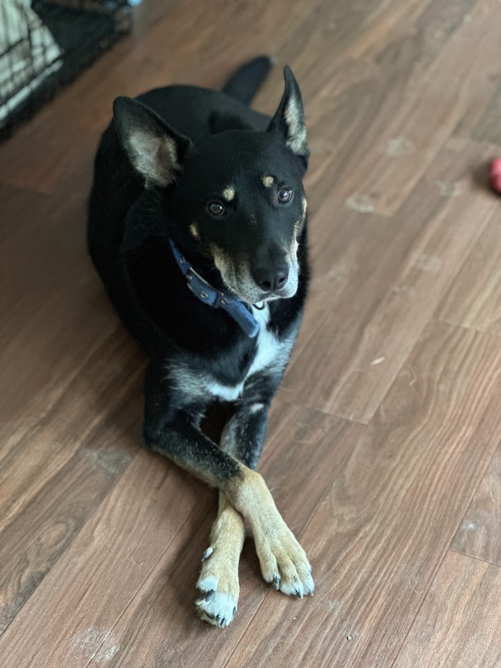 Enlarge Bubba Louie, a Adoptable mixed breed in Prince Frederick, MD image 2/5