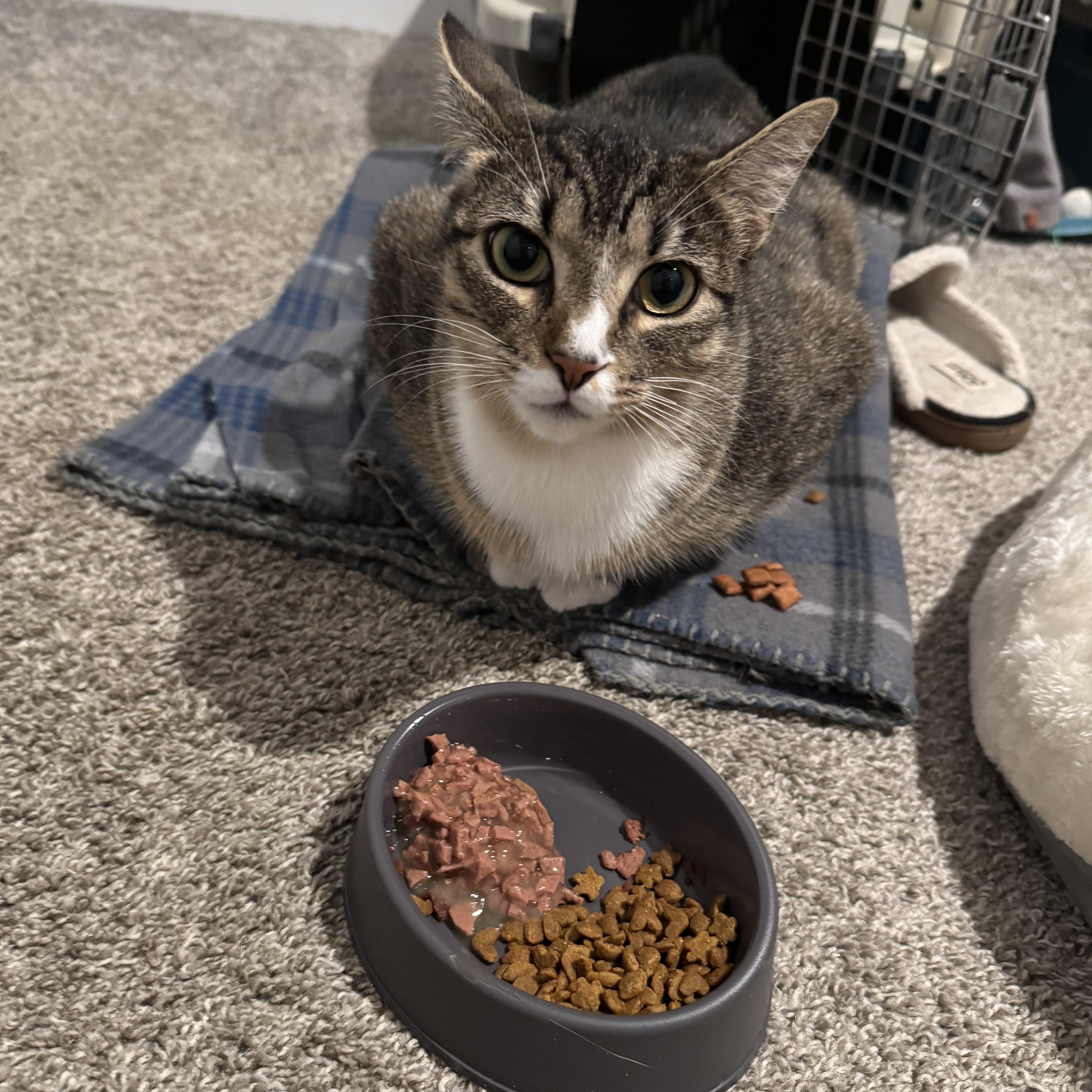 Enlarge Mittens, a Adopted American Shorthair in Charlotte, NC image 1/1