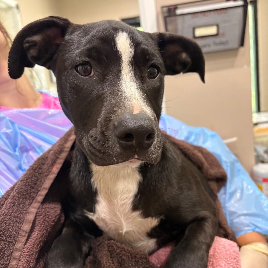 Taylor Swift, Adoptable, Puppy Female Mixed Breed.