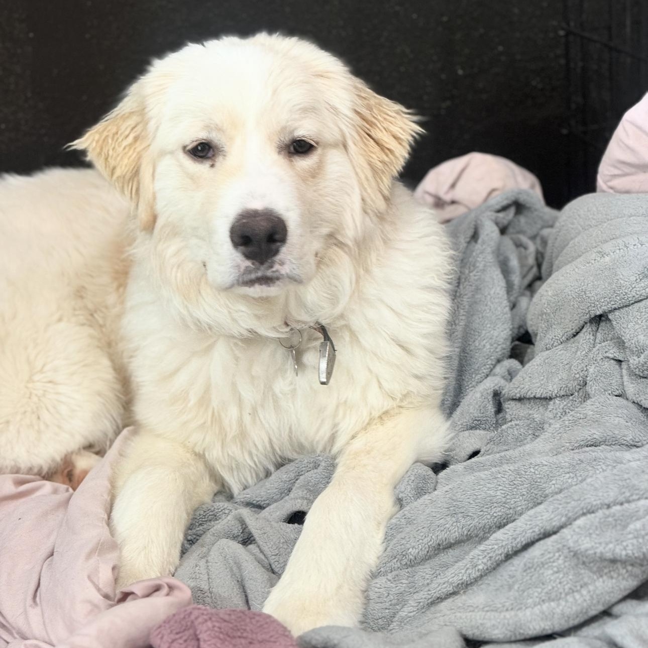Enlarge Freddy, a ADOPTABLE Great Pyrenees in Riverside, CA image 3/4