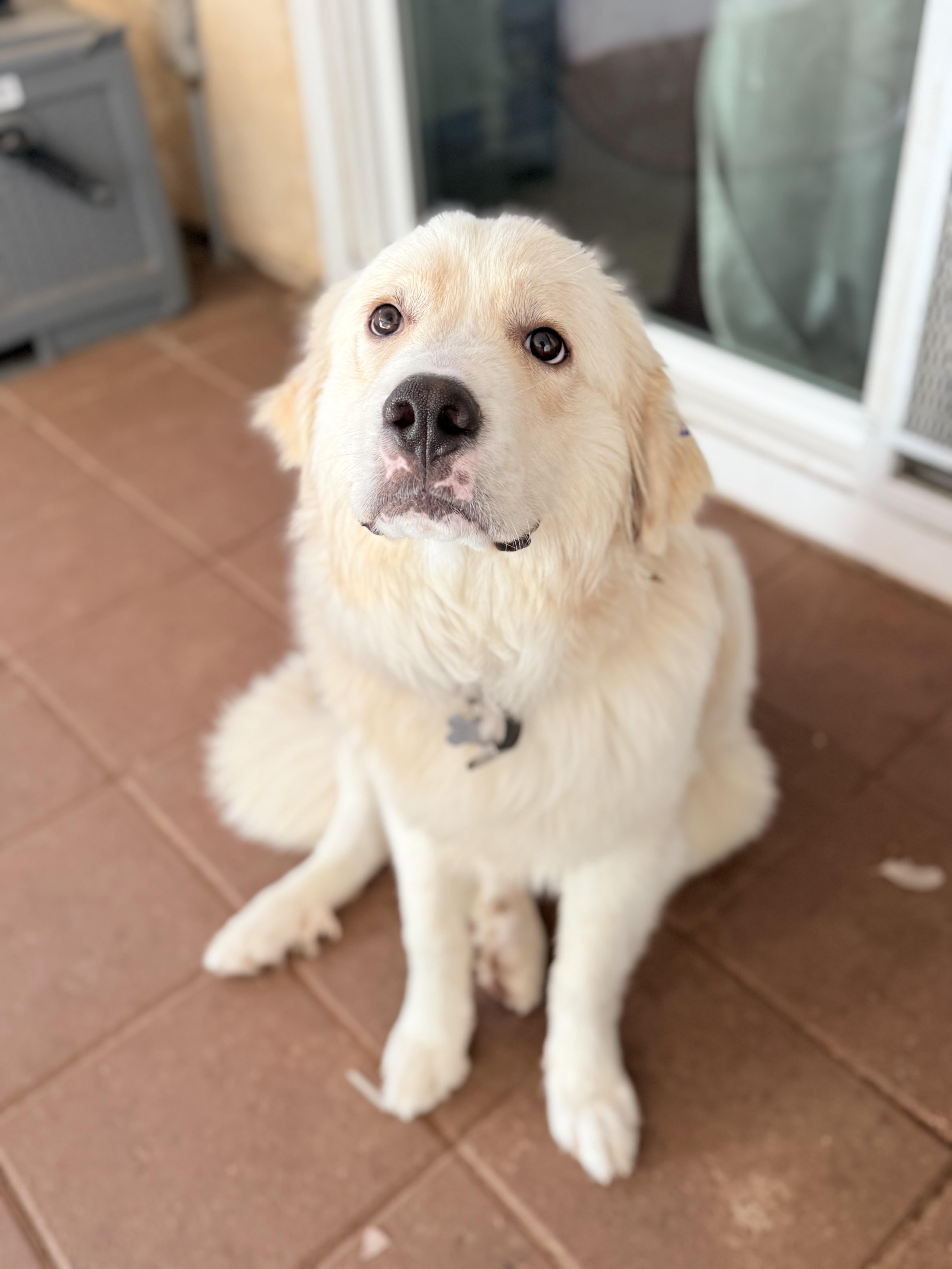Freddy, a ADOPTABLE Great Pyrenees in Riverside, CA image 6/6