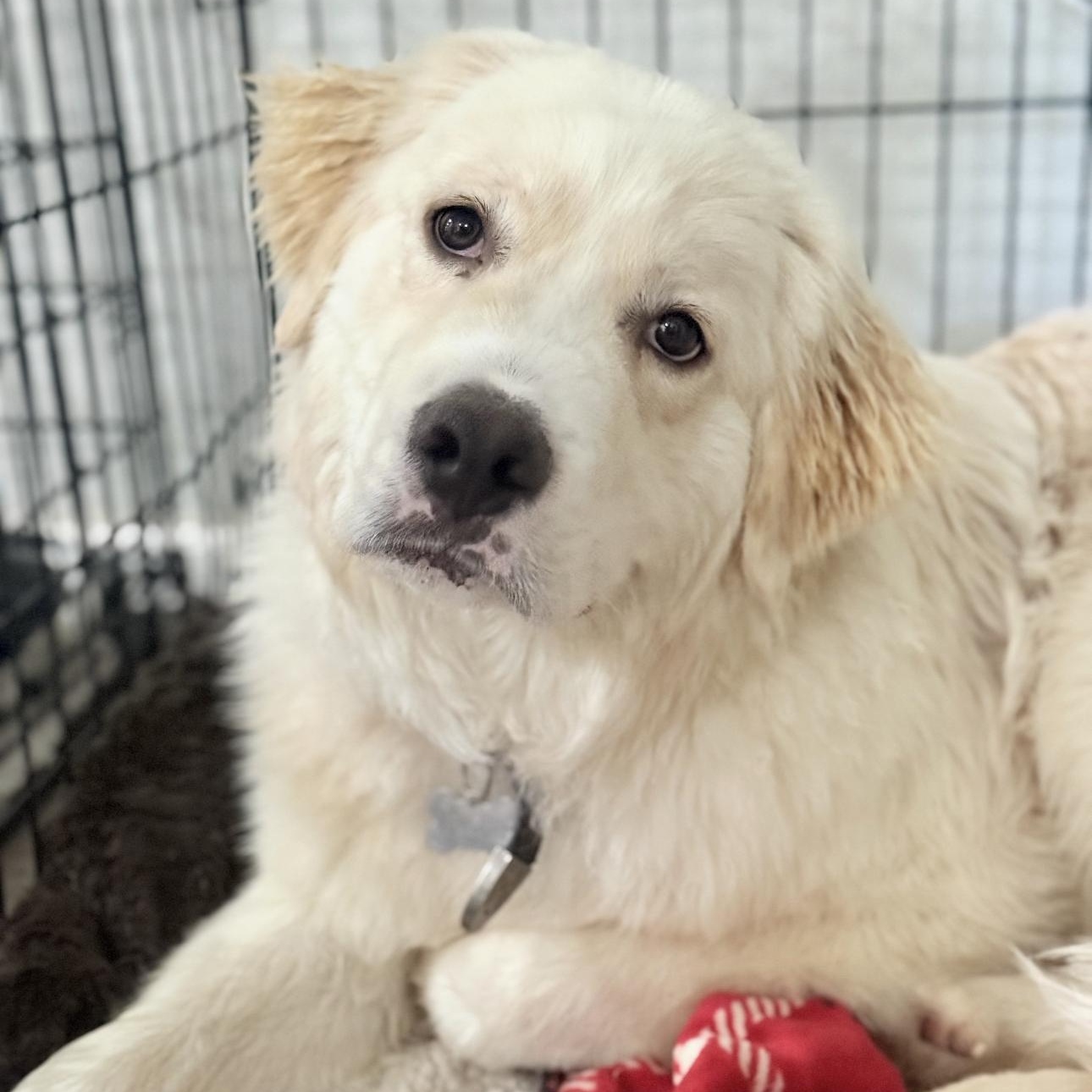 Enlarge Freddy, a ADOPTABLE Great Pyrenees in Riverside, CA image 1/4