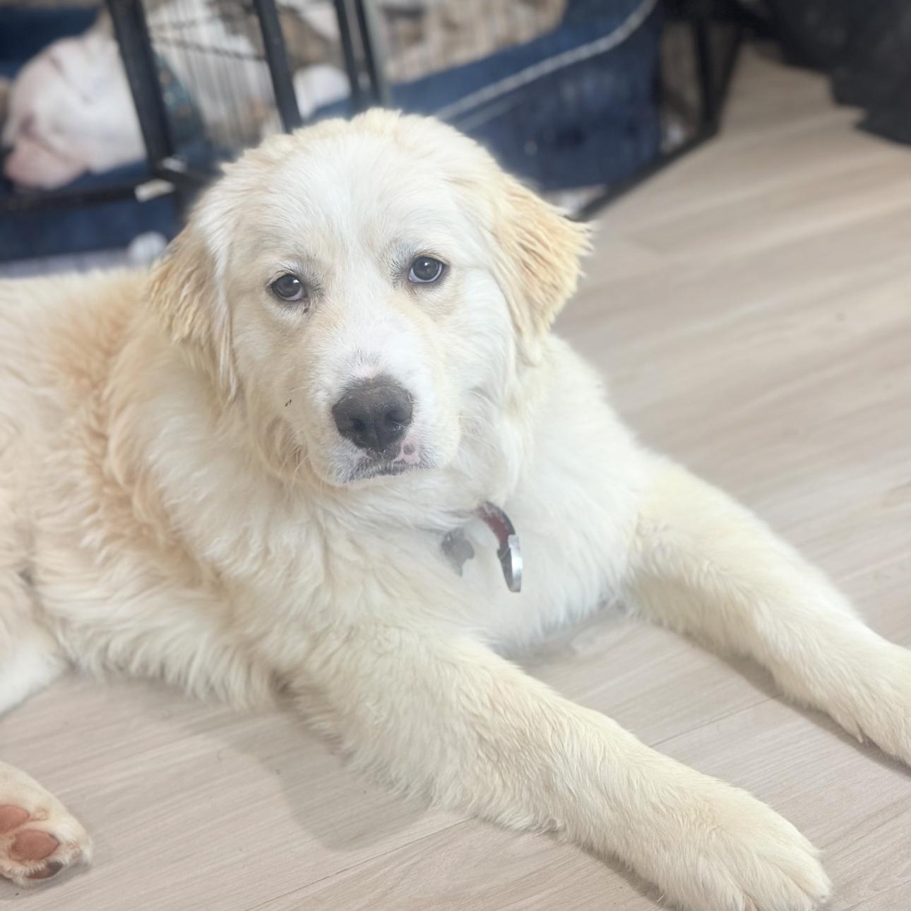 Enlarge Freddy, a ADOPTABLE Great Pyrenees in Riverside, CA image 4/4