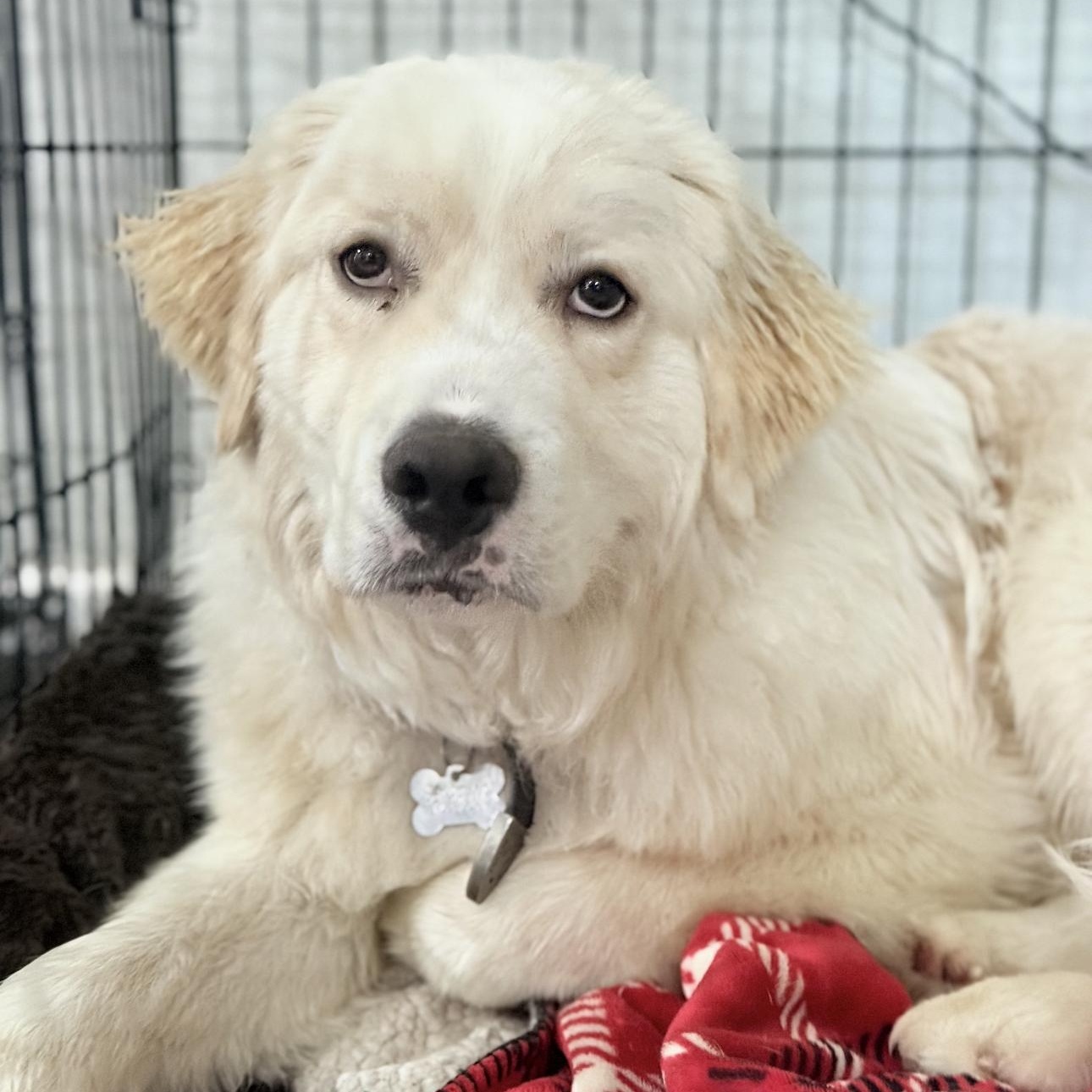 Enlarge Freddy, a ADOPTABLE Great Pyrenees in Riverside, CA image 2/4