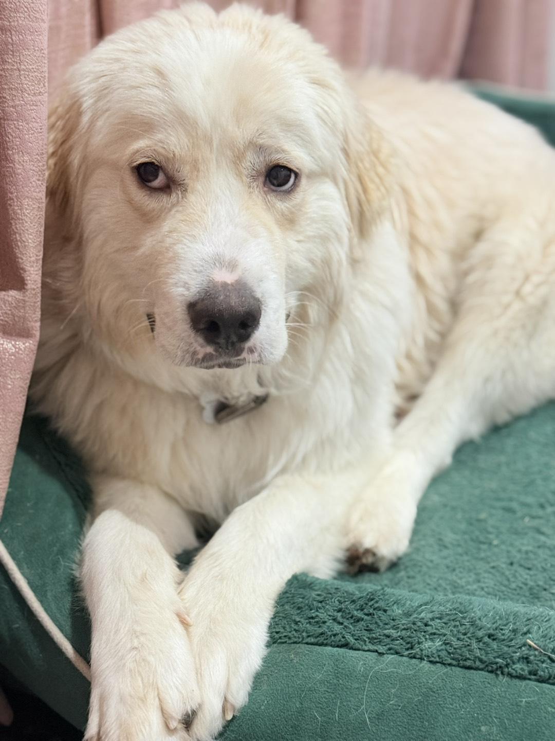 Freddy, a ADOPTABLE Great Pyrenees in Riverside, CA image 5/6