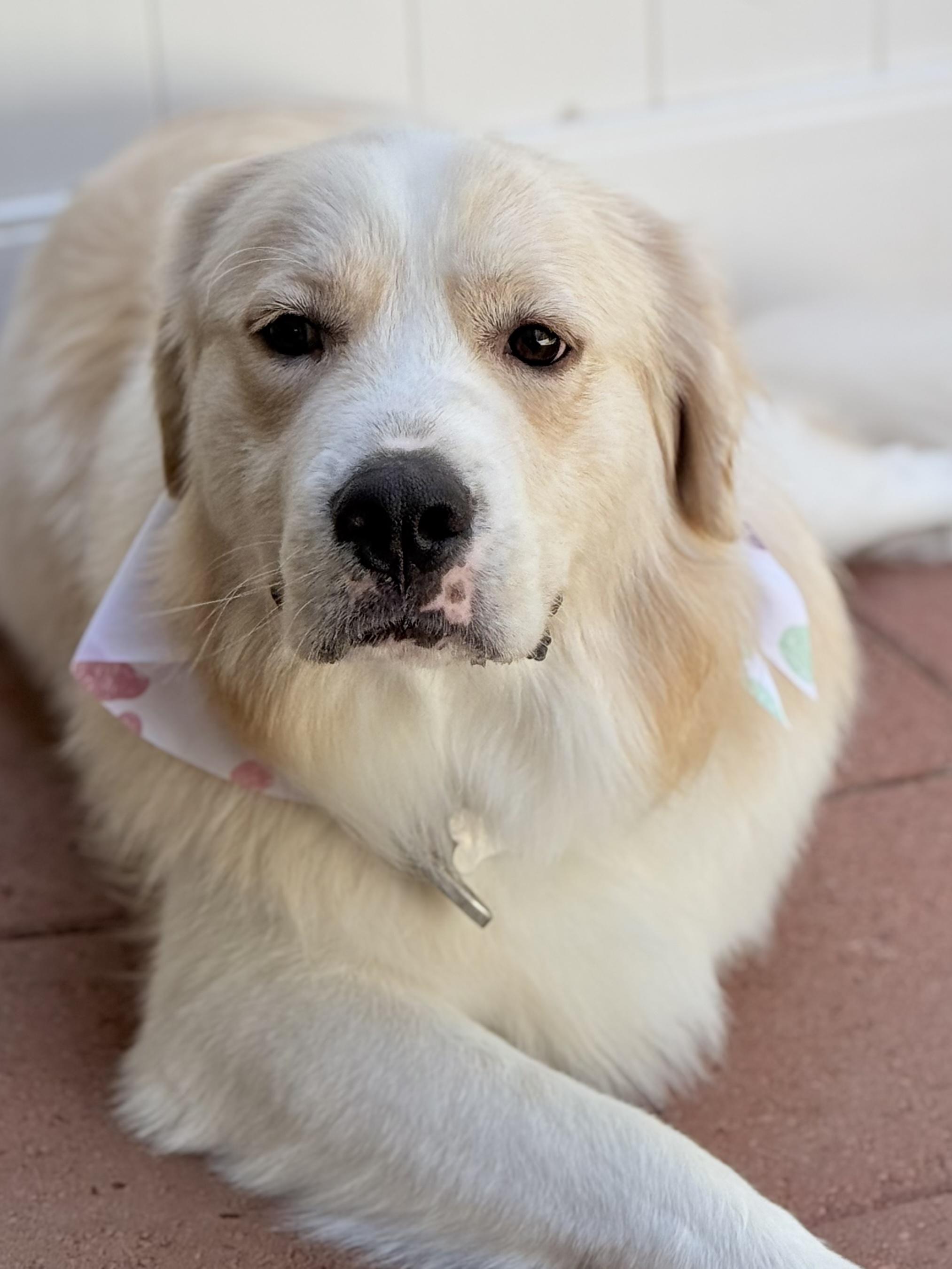 Enlarge Freddy, a Adoptable Great Pyrenees in Riverside, CA image 1/6