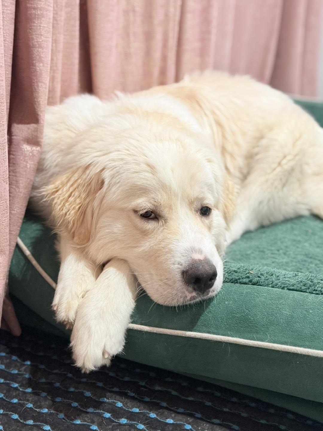 Freddy, a ADOPTABLE Great Pyrenees in Riverside, CA image 6/6
