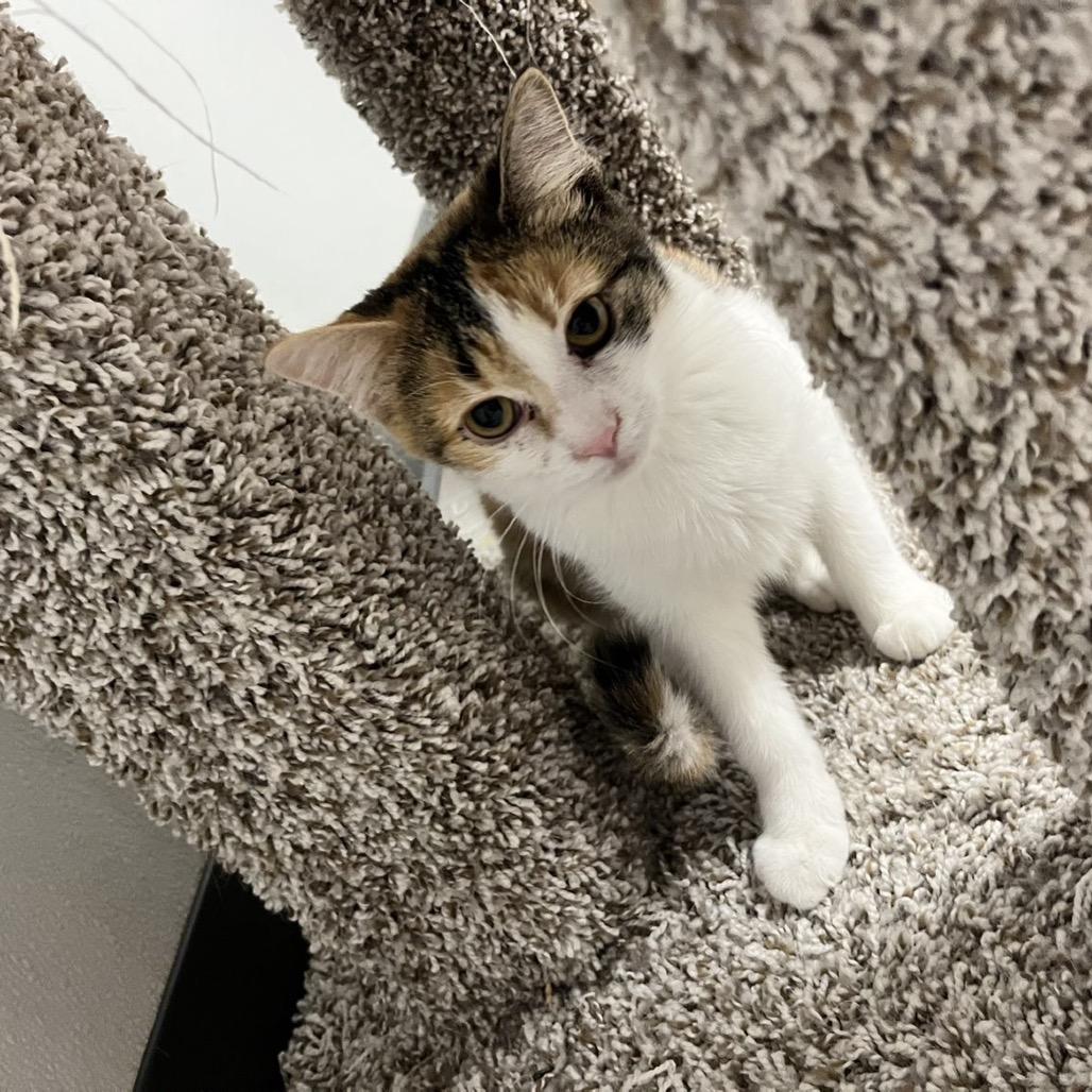 Fee, Adoptable, Young Female Domestic Short Hair.