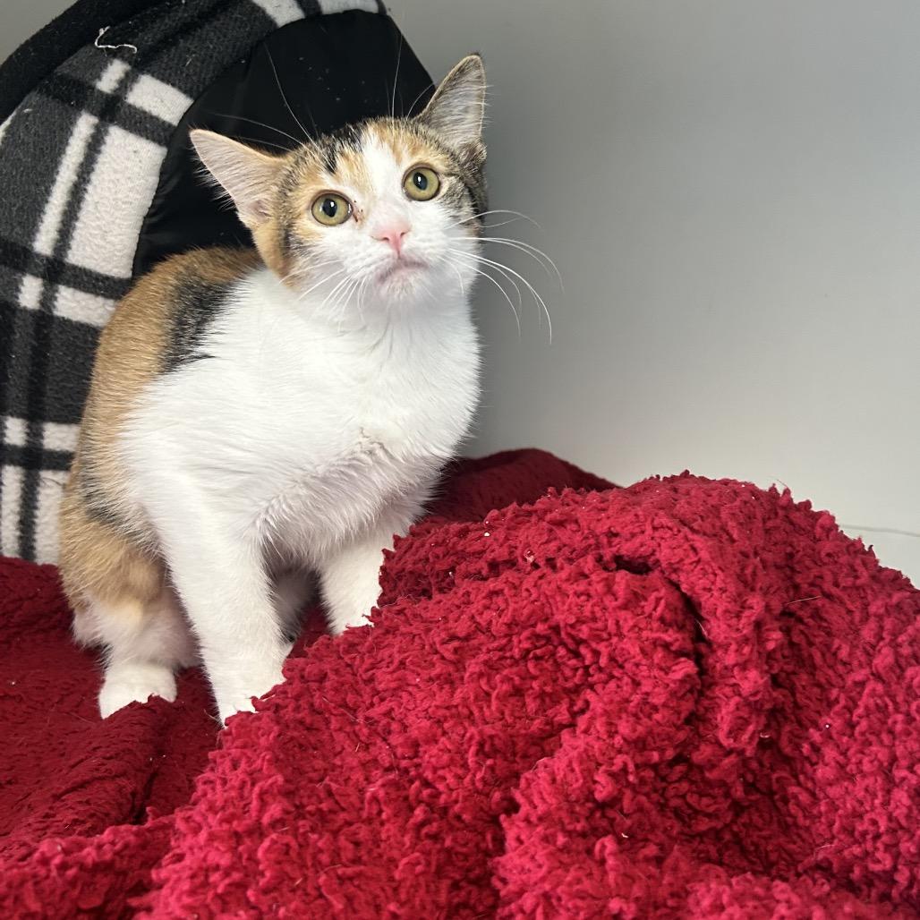 Enlarge Fee, a Adoptable Domestic Short Hair in Uniontown, PA image 2/2
