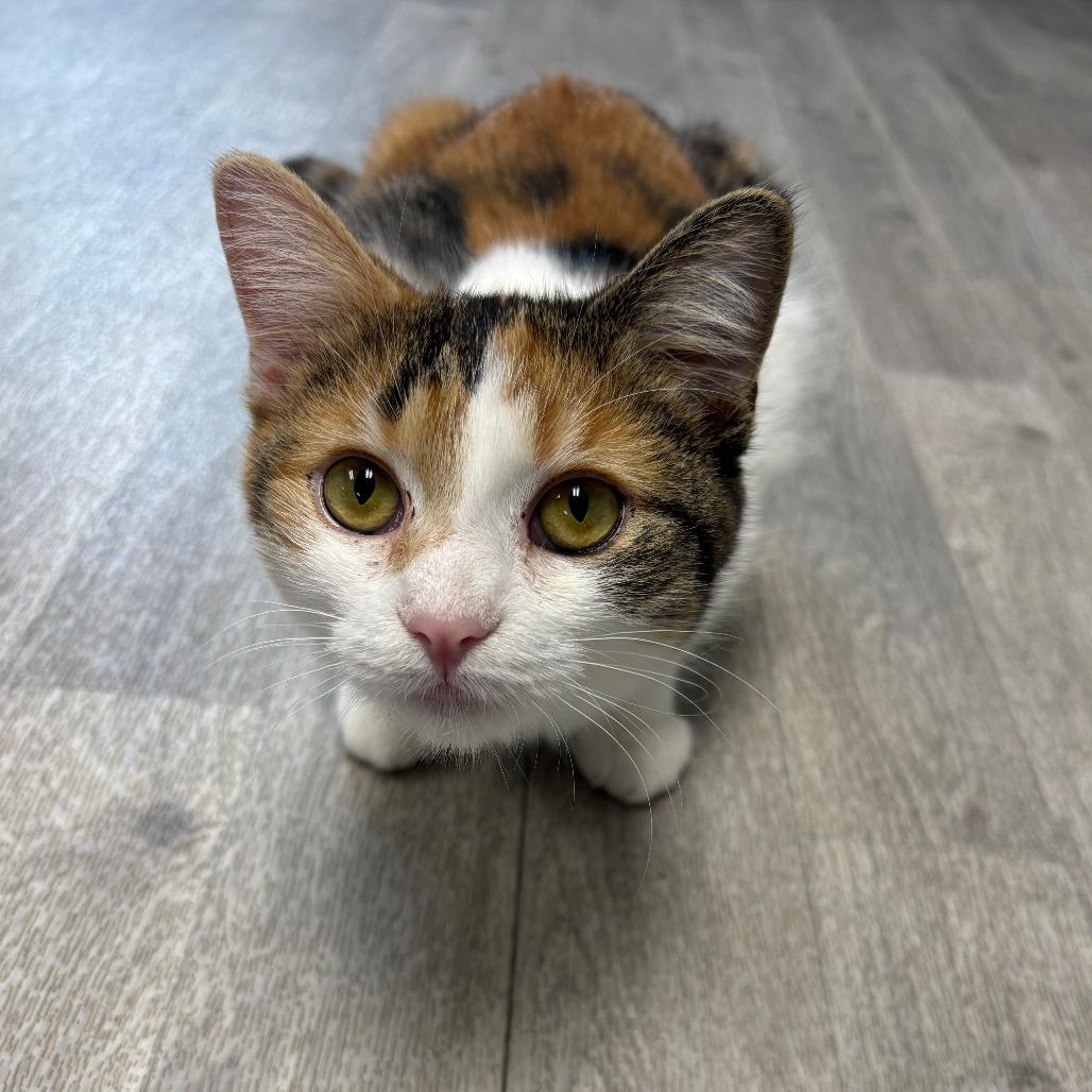 Enlarge Fee, a Adoptable Domestic Short Hair in Uniontown, PA image 3/3