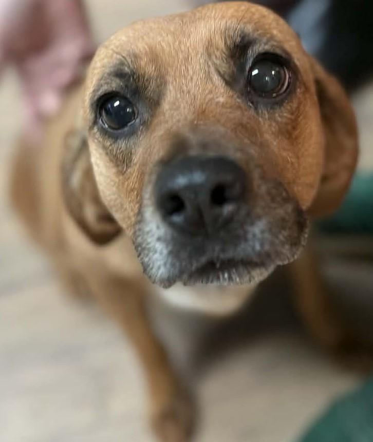 Enlarge Honey, an adopted mixed breed in Baxter, KY image 1/1