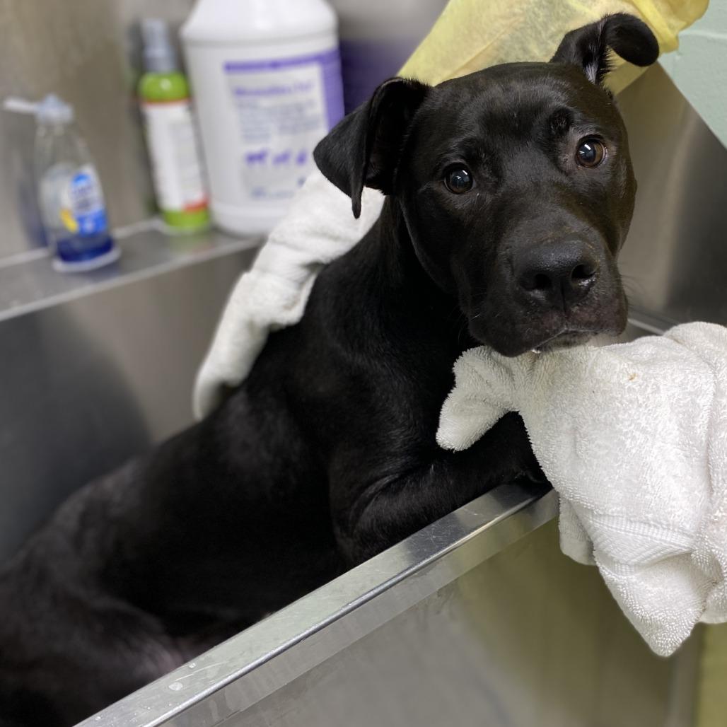 Bubble Bath, Adoptable, Young Male American Staffordshire Terrier & Mixed Breed.