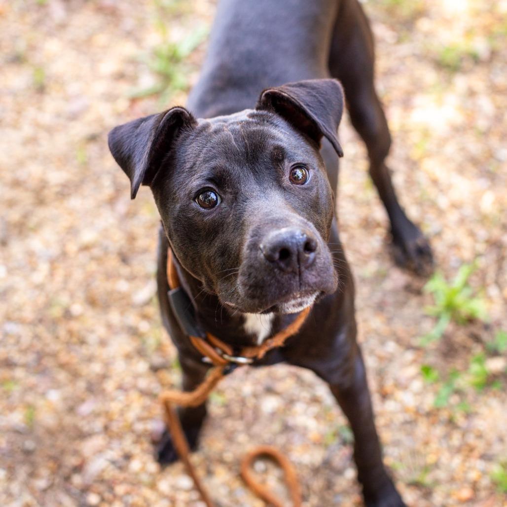 Bubble Bath, a Adoptable mixed breed in Hattiesburg, MS image 2/3