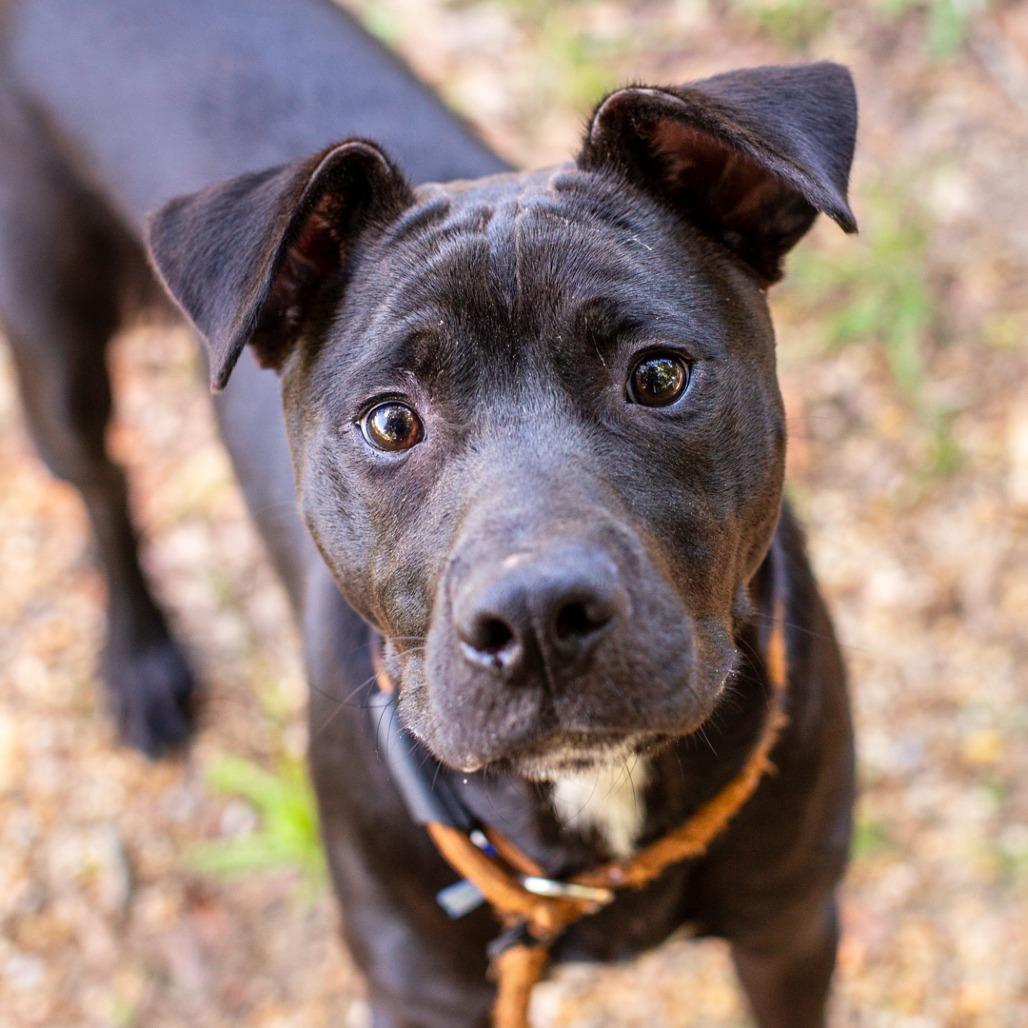 Bubble Bath, a Adoptable mixed breed in Hattiesburg, MS image 3/3
