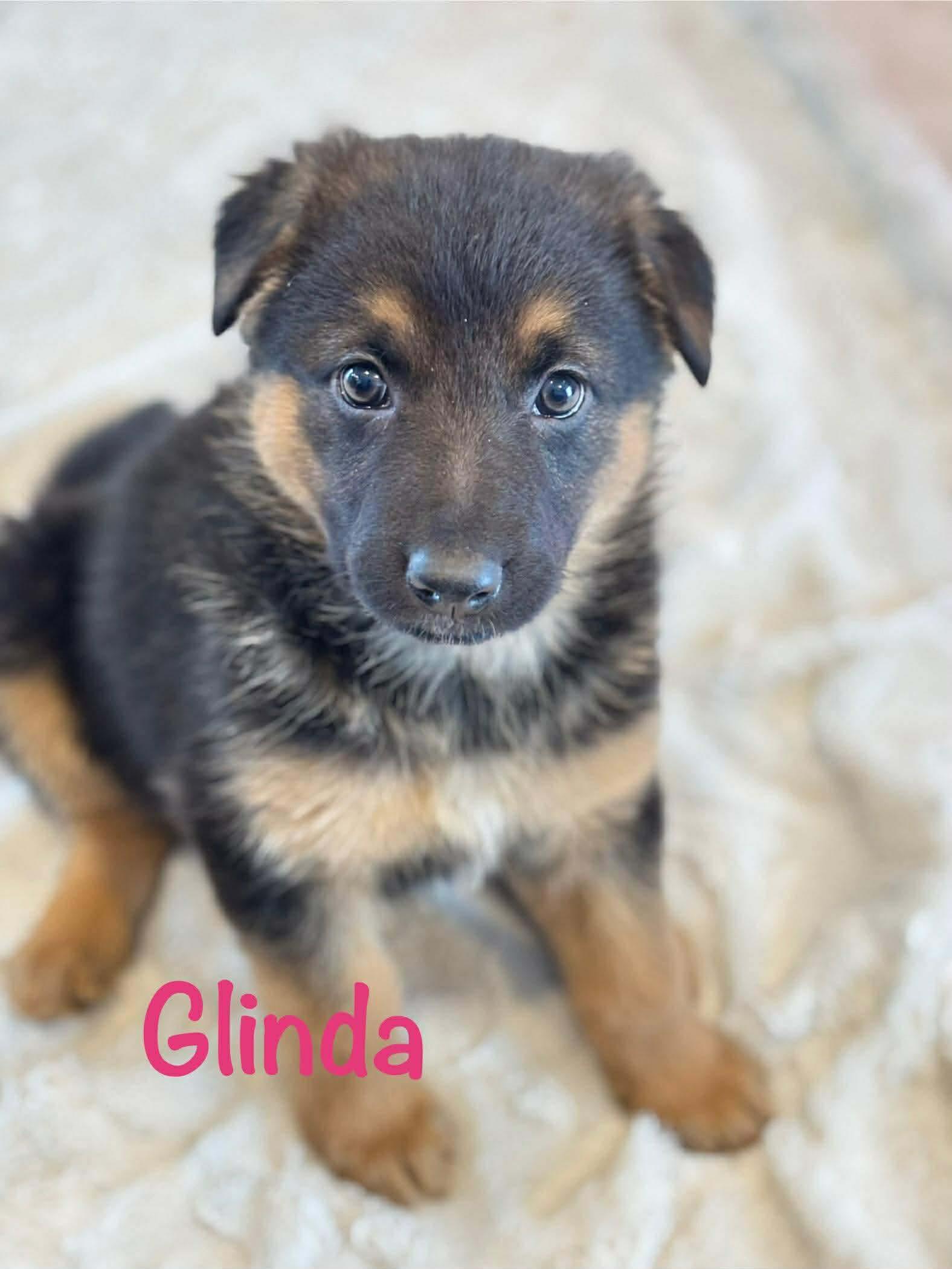 Enlarge Glinda (Glinnie), a Adopted mixed breed in Steinbach, MB image 1/2