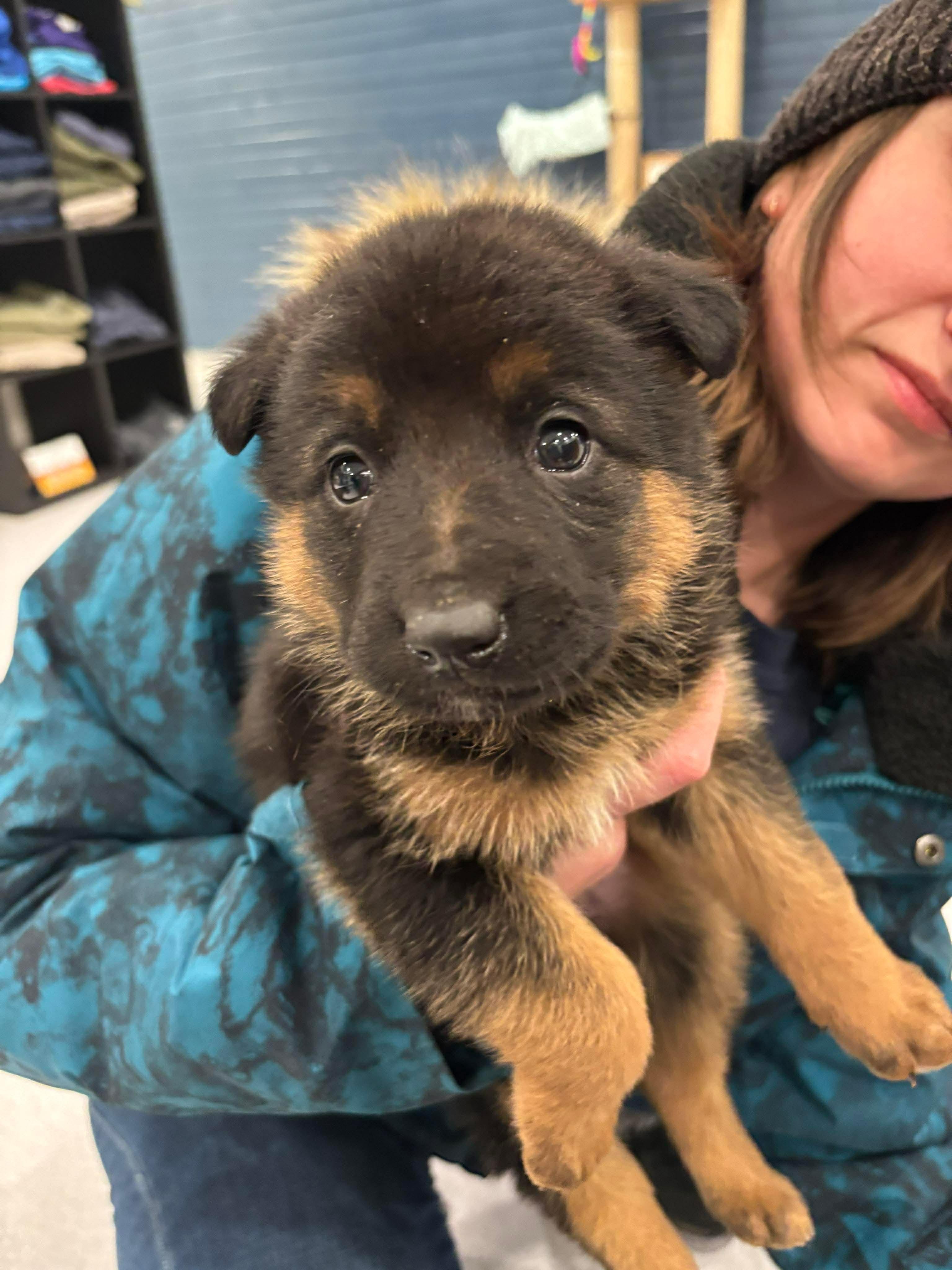 Enlarge Glinda (Glinnie), a Adopted mixed breed in Steinbach, MB image 2/2