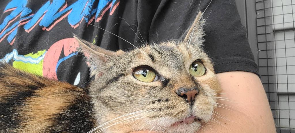 Birdie, Adoptable, Young Female Domestic Short Hair.